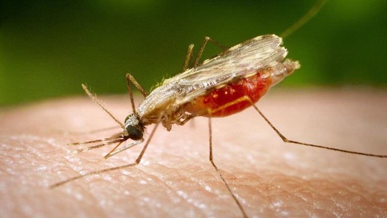 How to rid Nigeria of malaria